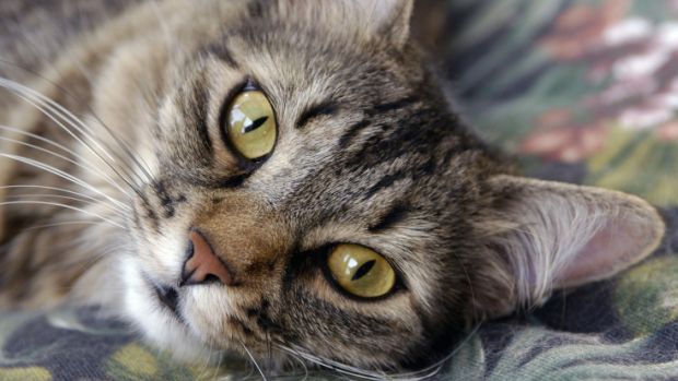 Gatos: a principal causa da alergia a esses animais é uma proteína denominada Fel d 1, encontrada em partículas de pele e saliva
