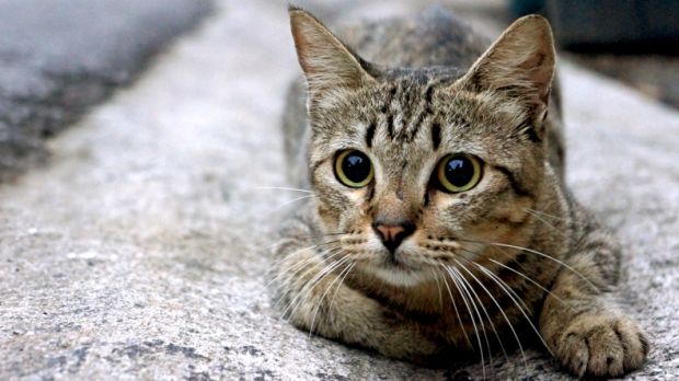 O governo australiano vai usar iscas com veneno e criou um aplicativo chamado FeralCatScan, para que os habitantes avisem as autoridades sobre regiões com grande número de gatos