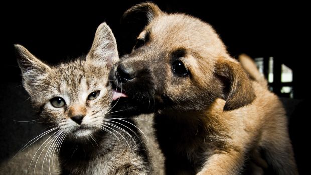 Cães e gato engraçados Acting Like Humanos - Animais de estimação