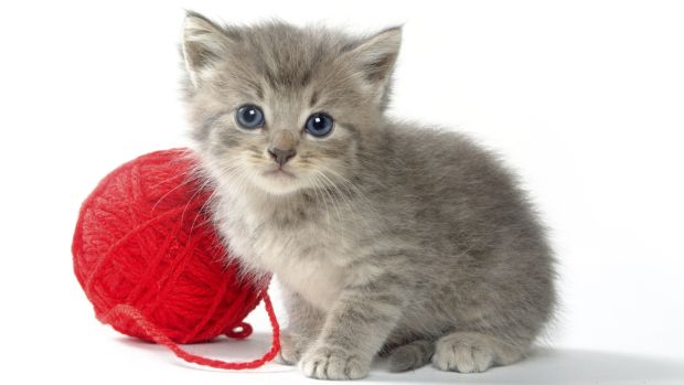 Fotos de gatos na internet revelam onde vivem seus donos