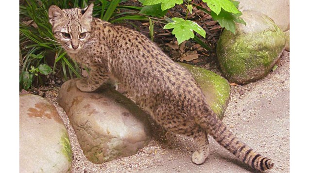 Gato-do-mato-grande (Leopardus geoffroyi)