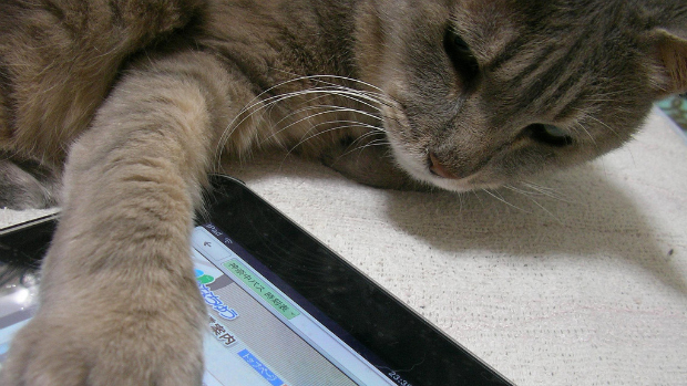 iPad: o novo 'brinquedinho' dos gatos antenados