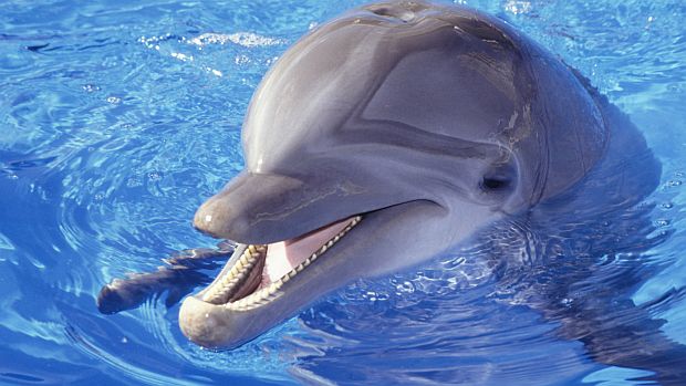 Cientistas vão catalogar sinais utilizados pelos golfinhos para que humanos possam 'conversar' com eles