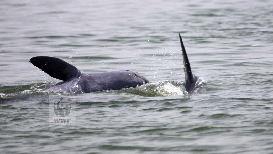 Em imagem cedida pela WWF, golfinhos do Irrawaddy no rio Mekong, Camboja
