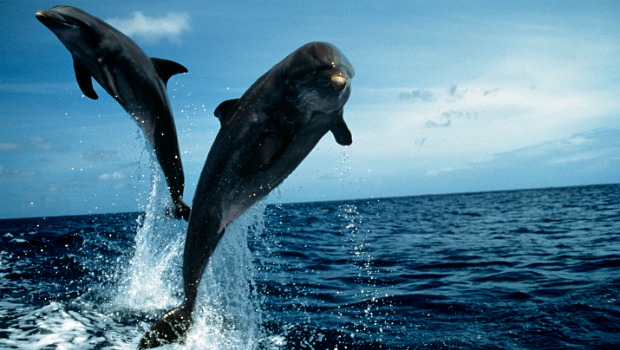 Parceiros: cientistas supõem que golfinhos muito próximos imitam o assobio de outros quando querem chamá-los