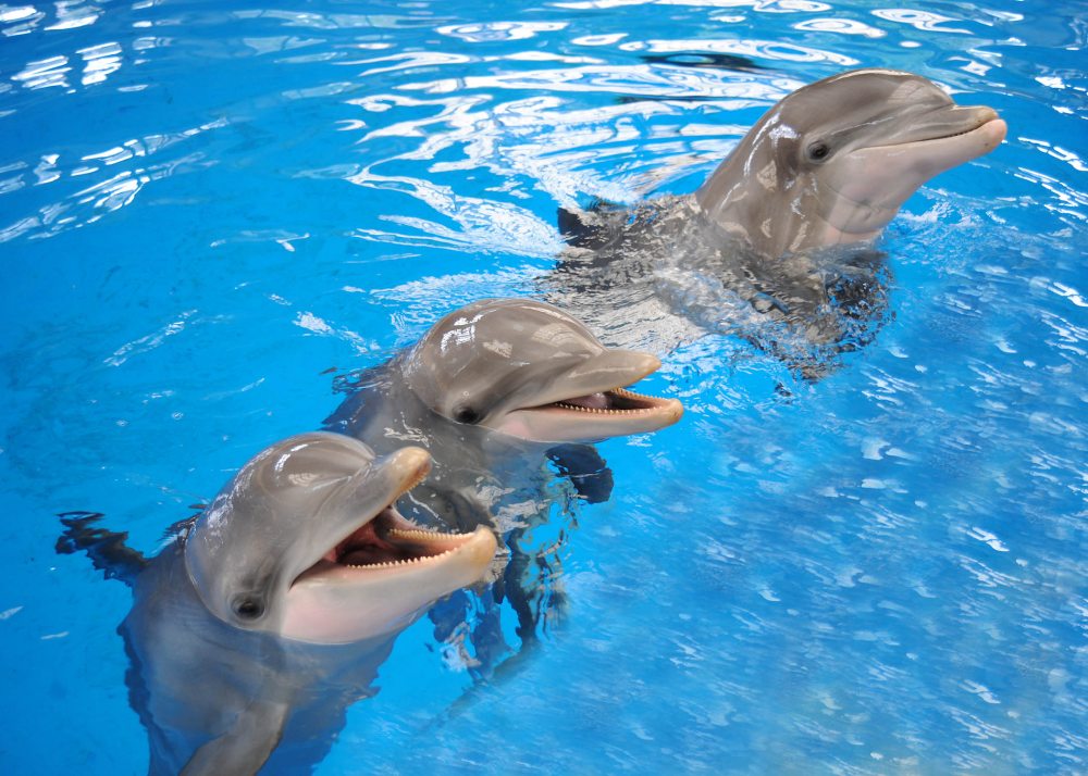 Boa memória: estudo mostrou que os golfinhos reagem ao chamado de seus conhecidos, mesmo após passarem décadas distantes