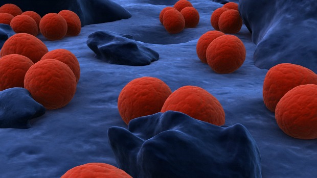 Bactéria 'Neisseria gonorreae': Austrália, França, Japão, Noruega, Suécia e Grã-Bretanha registraram casos de resistência ao antibiótico cefalosporina, última opção de tratamento disponível