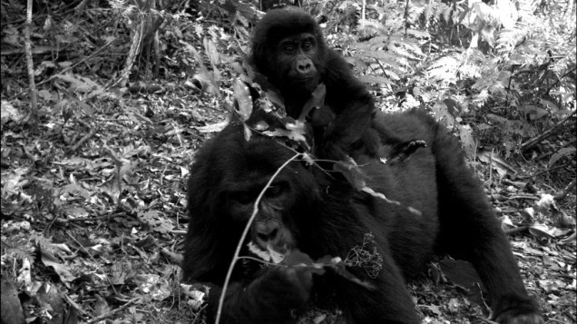 <p>Gorila-das-montanhas, espécie ameçada de extinção na Floresta Impenetrável de Bwindi, Uganda</p>