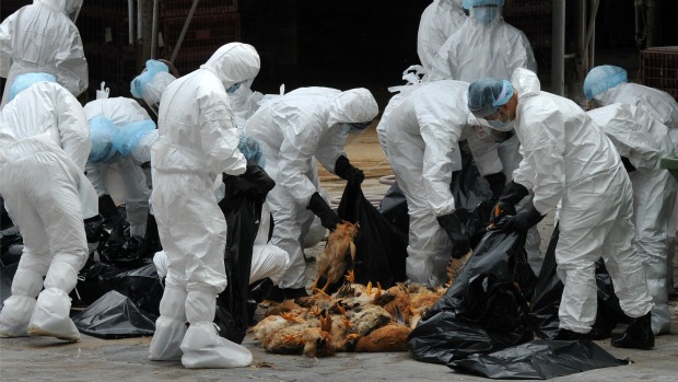 Gripe aviária: frangos são colocados dentro de sacos plásticos após serem abatidos em Hong Kong, no fim de 2011