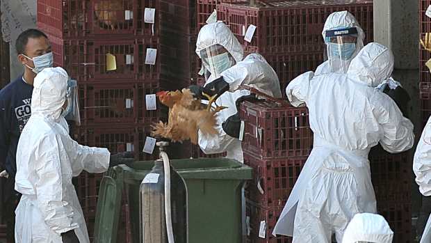 Autoridades de saúde de Hong Kong levam galinhas para abate depois do vírus H5N1 ter sido encontrado em uma fazenda local.