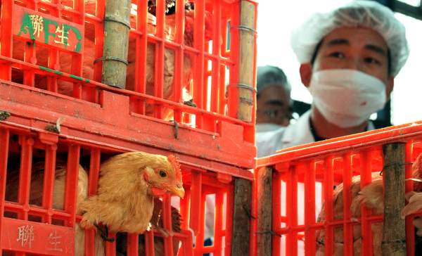 Médico do Departamento de Agricultura de Hong Kong tira amostra de sangue de galinhas importadas da China