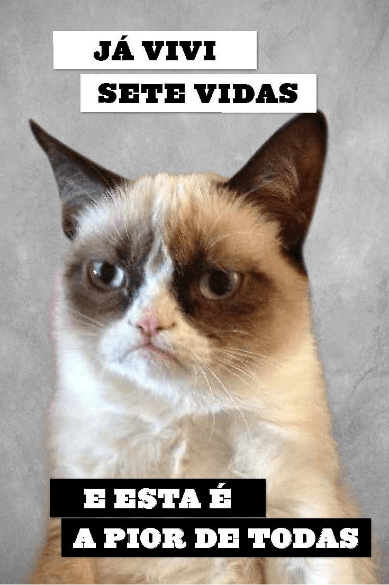 Grumpy Cat: gata rabugenta que virou meme na internet morre nos