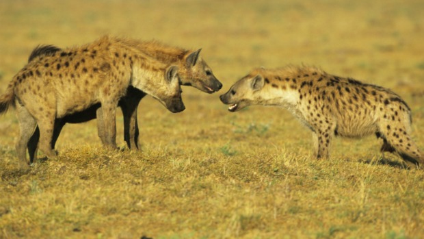 Pesquisadores avaliaram a reação de hienas da Reserva Nacional Masai Mara, no Quênia, aos sons de hienas 'estranhas' de outras partes da África para determinar habilidade matemática dos animais