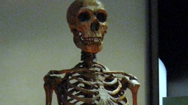 <p>Esqueleto de Neandertal no Museu Americano de História Natural</p>