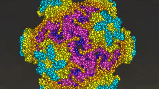 HPV-16: a cepa do vírus é a responsável por causar o câncer cervical, segundo tipo mais comum entre as mulheres
