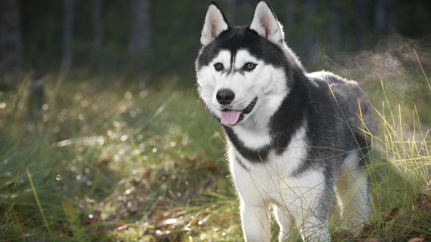 Imagem de um cachorro da raça husky siberiano