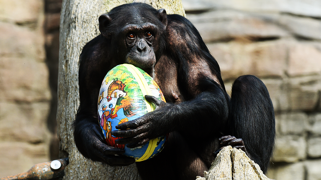 Chimpanzé posa com ovo de Páscoa no zoológico de Hanover, Alemanha. A habilidade manual para agarrar objetos é uma das primeiras adaptações entre os membros da linhagem humana