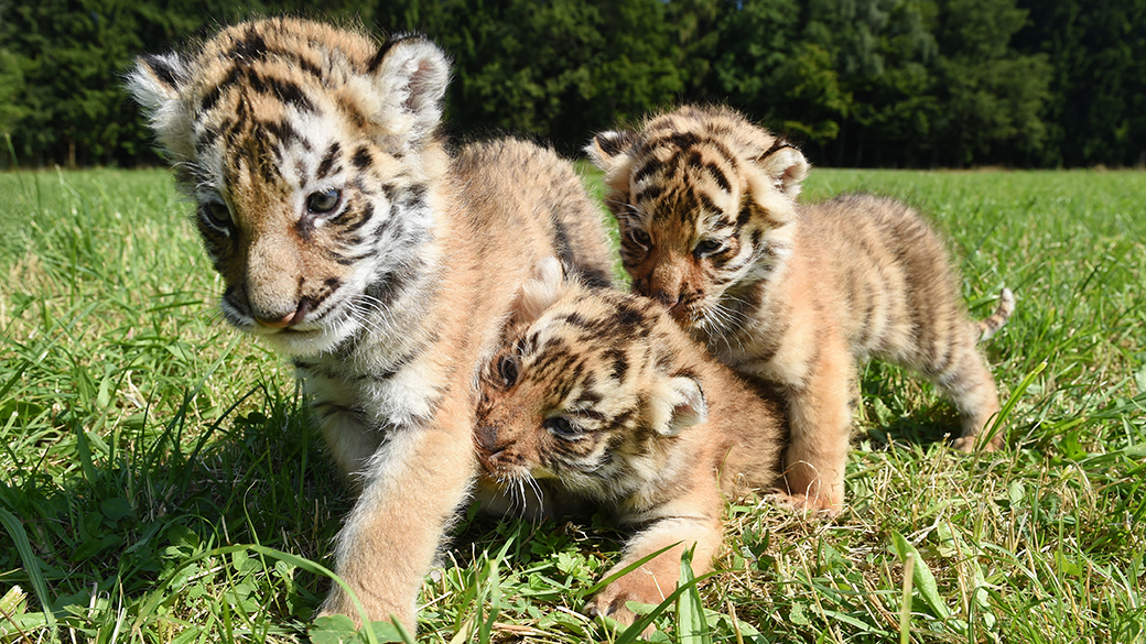 Filhotes de tigres de bengala são fotografados em Ochenhausen, ao sul da Alemanha