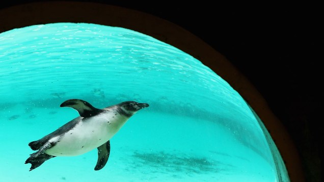 <p>Pinguim em seu recinto durante inventário anual do zoológico de Londres</p>