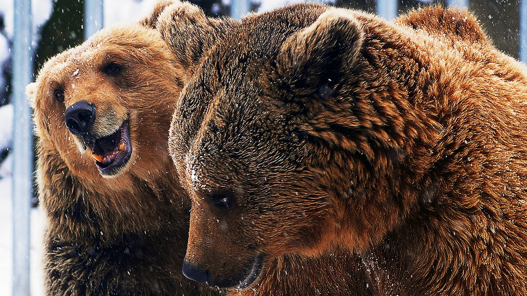 Itália quer limitar presença de ursos na região