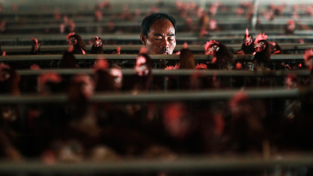 Funcionário trabalha em granja nos arredores de Xangai. Na China, o setor teve perdas recorde desde que foi registrada no país uma nova variação do vírus H7N9, causador da nova gripe aviária