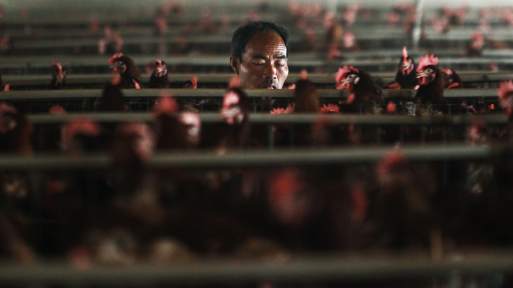 Funcionário trabalha em granja nos arredores de Xangai. Na China, o setor teve perdas recorde desde que foi registrada no país uma nova variação do vírus H7N9, causador da nova gripe aviária
