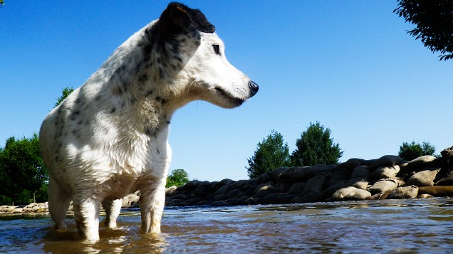 Cachorro é fotografado perto de sacas de areia para conter a água do rio Elbe em Magdeburg, no leste da Alemanha