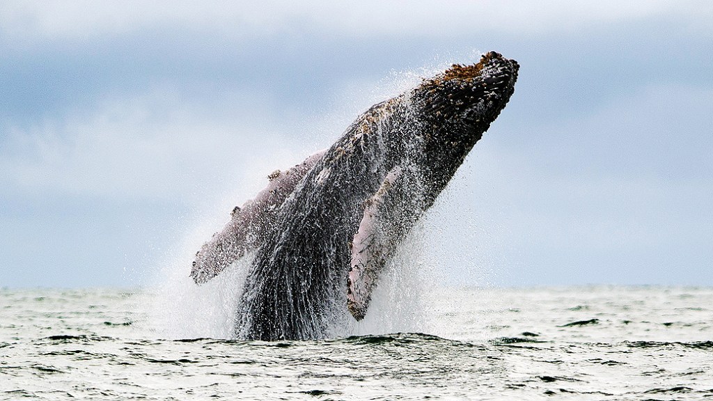 Japão alega fins científicos para caçar baleias