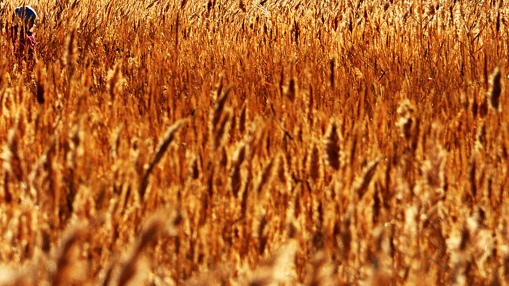 Trigo e arroz são os alimentos mais afetados pelas altas concentrações de dióxido de carbono