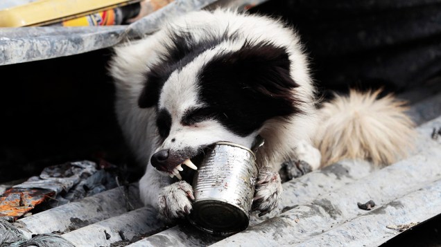 Um cão procura por comida na cidade de Tacloban<br>