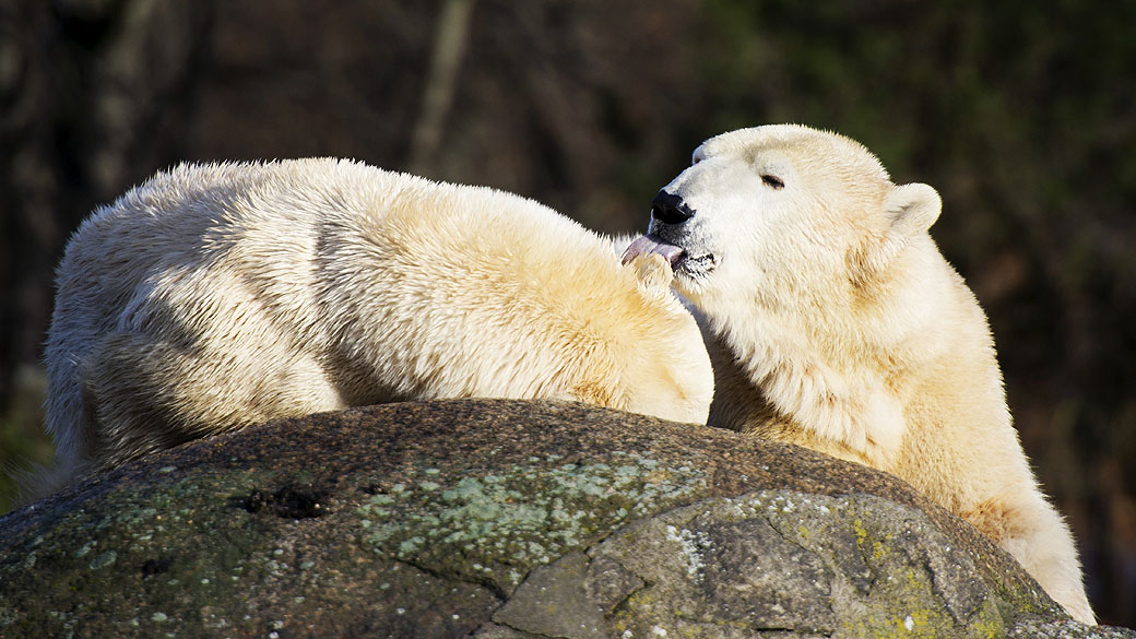 Urso polar: No caso do animal, dieta rica em gordura não é sinônimo de risco de doenças cardíacas