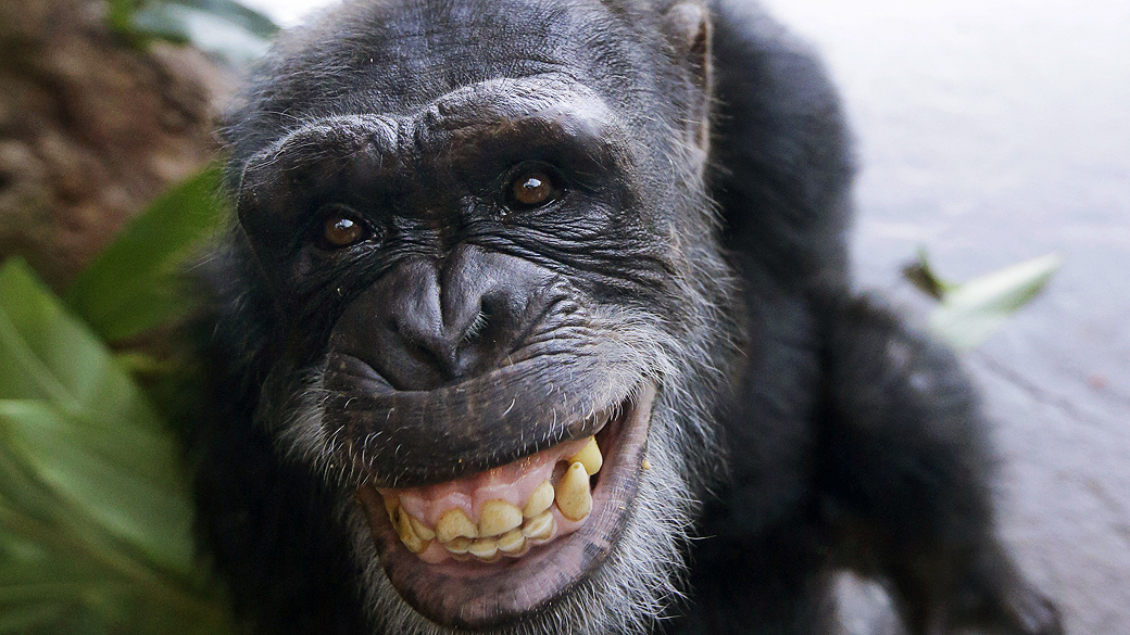 O sorriso do chimpanzé: eles são capazes de rir como nós | VEJA