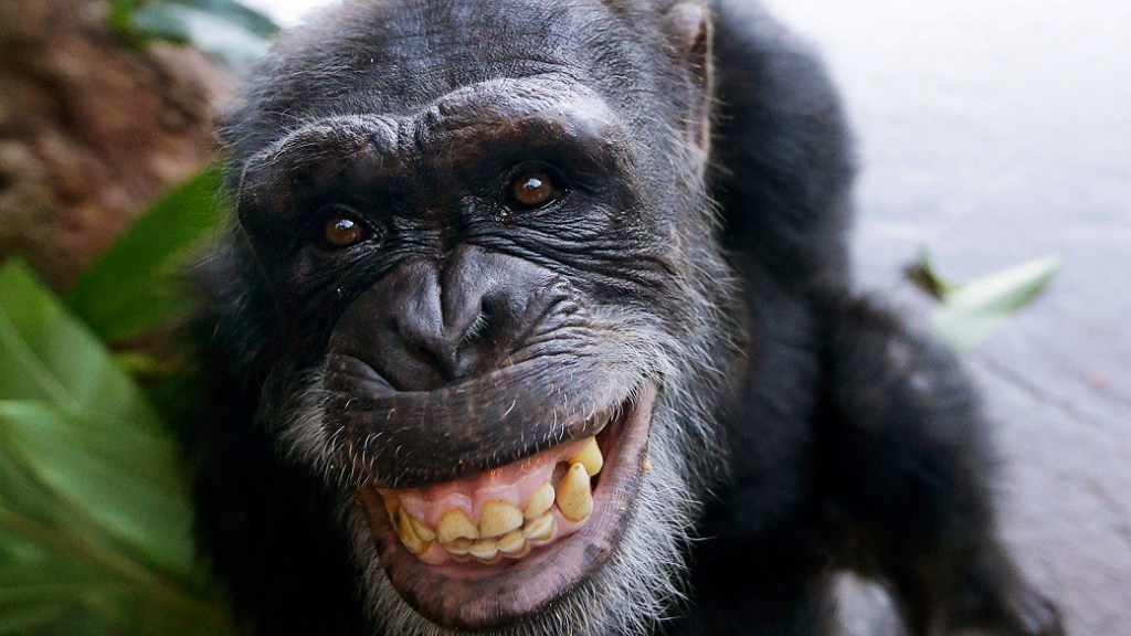 O estudo sugere que os sorrisos estariam presentes em nossos ancestrais primatas e surgiram bem antes que os humanos aparecessem