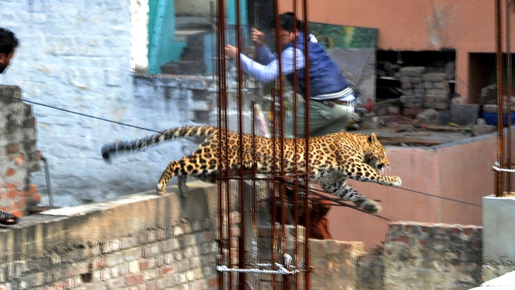 Leopardo tenta fugir entre as casas de uma área residencial na cidade de Meerut, na Índia