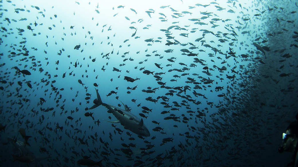 Atum e cardume de peixes menores, fotografados na Reserva Marinha de Galápagos. De acordo com a análise, a redução das espécies foi causada pela pesca excessiva e outras ameaças ambientais.