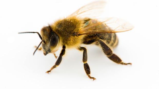 As abelhas vibram suas antenas em contato com os odores das drogas, sendo fortes candidatas a ajudar ou substituir cães farejadores