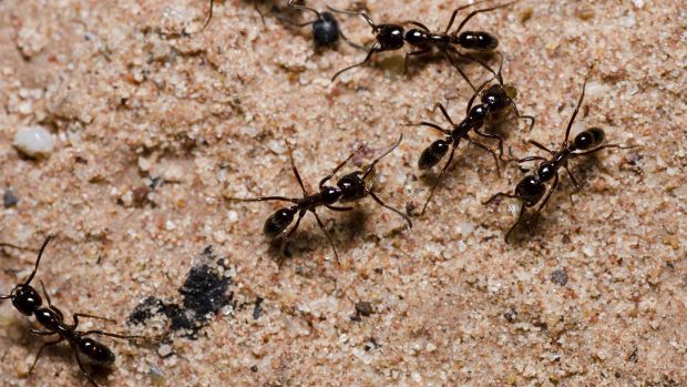 As formigas são capazes de se organizar em grupo para explorar um território de forma autônoma, sem necessidade de que uma delas coordene a operação