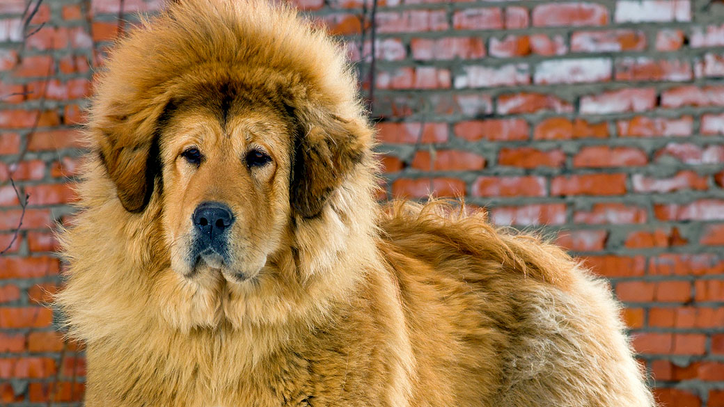 Cachorro da raça mastim tibetano