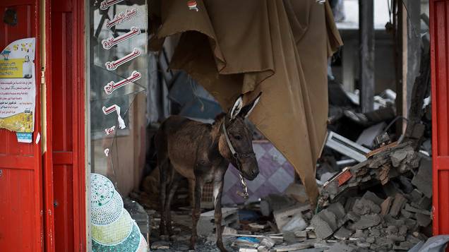 Um burro anda dentro de uma loja destuída na Faixa de Gaza