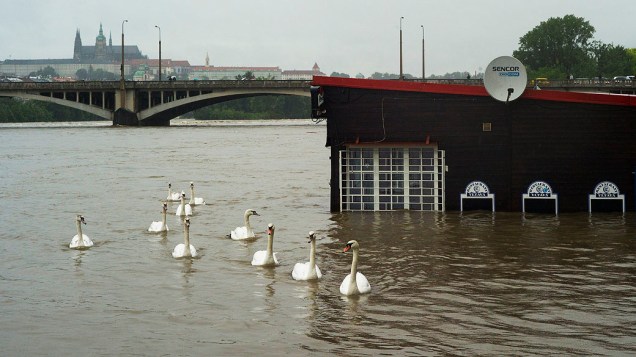 Gansos passam por um restaurante inundado no rio Vltava, em Praga, República Checa