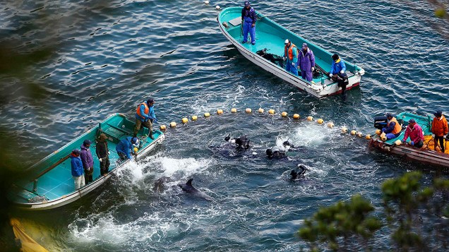 Pescadores são flagrados realizando a caça de golfinhos em uma enseada de Taiji, no Japão