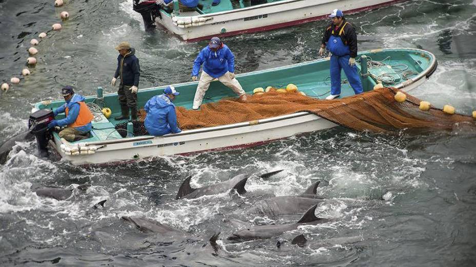 Cerca de 250 animais foram encurralados, segundo a ONG