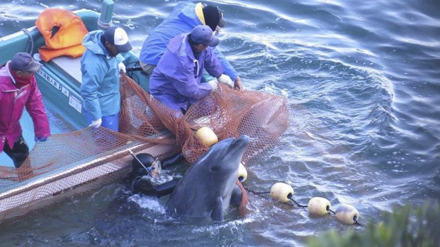 Fotografia fornecida pela organização Sea Shepherd mostra o processo de seleção de golfinhos durante a captura anual realizada em Taiji, no Japão