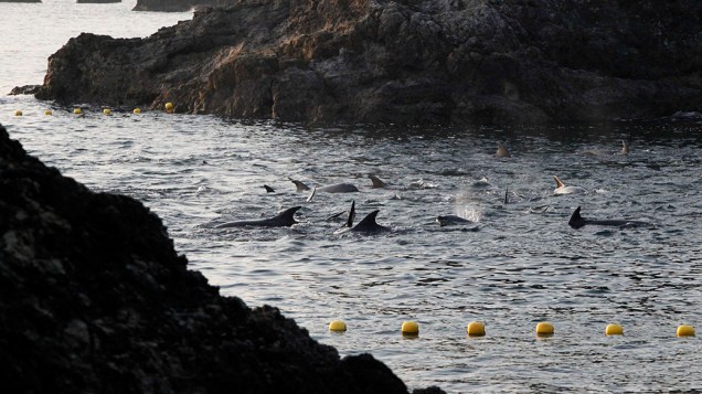 Golfinhos foram atraídos para uma área rasa da enseada de Taiji, no Japão, onde foram caçados por um grupo de pescadores