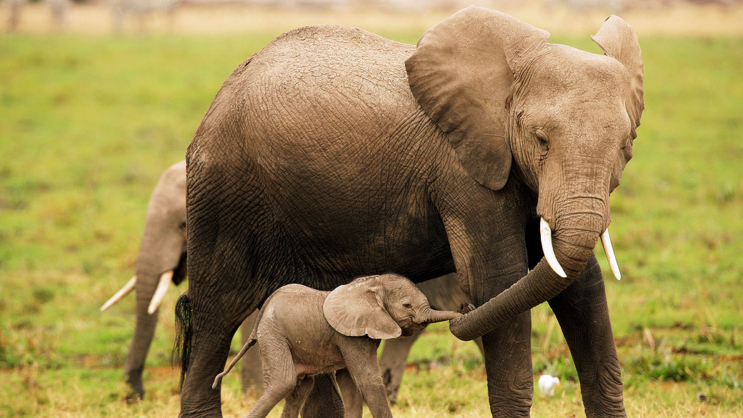 Mãe elefante com seu filhote