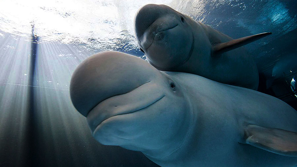 Baleias, golfinhos e focas, por exemplo, estarão mais ameaçados que caramujos e mariscos