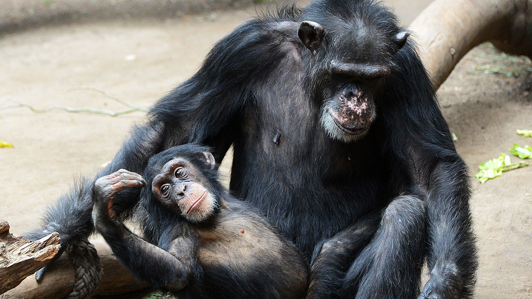 Chimpanzés: a ciência ainda não tem uma resposta para a relação desses animais com a morte, mas segundo pesquisadores, é "difícil" não ver uma semelhança com o comportamento humano