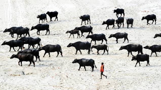 Pastor de búfalos caminha em um leito de rio seco em Allahabad. Milhões de agricultores contam com as chuvas para irrigar suas terras, na Índia