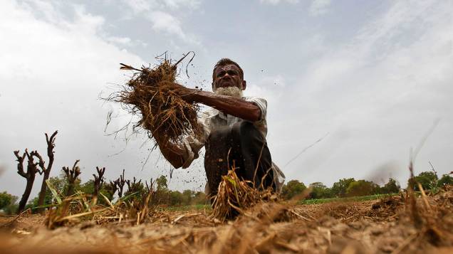 Fazendeiro remove grama seca de seu campo de arroz durante pré-monção nos arredores da cidade de Ahmedabad, na Índia