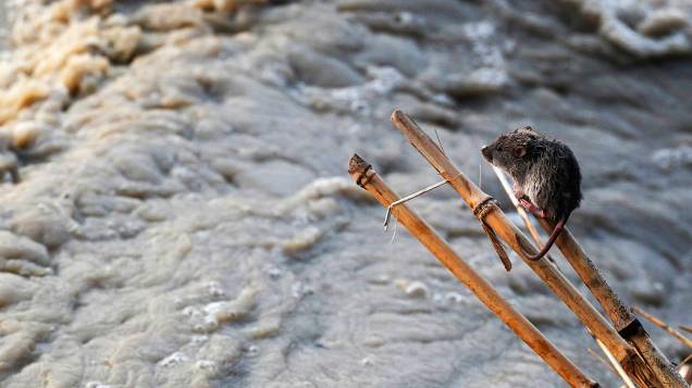 Rato repousa sobre uma vara durante subida das águas do rio Yamuna, em Nova Délhi, na Índia